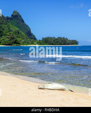 Hawaiian monk seal resting on beach in Haena, with Mt. Makana, called Bali Hai, in the background Stock Photo