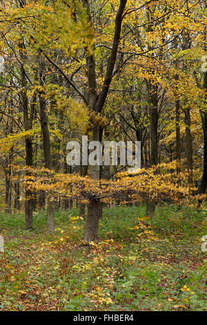 Autumn colour in the Wyre Forest near Kidderminster, Worcestershire, England, UK Stock Photo