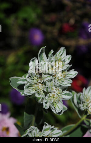 Euphorbia marginata, Snow on the mountain Stock Photo