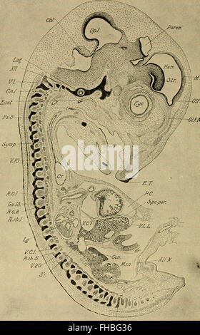 The development of the chick - an introduction to embryology (1936)