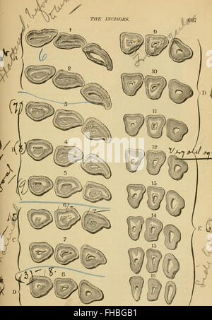 A 1892 study on the external anatomy of the horse, providing detailed ...