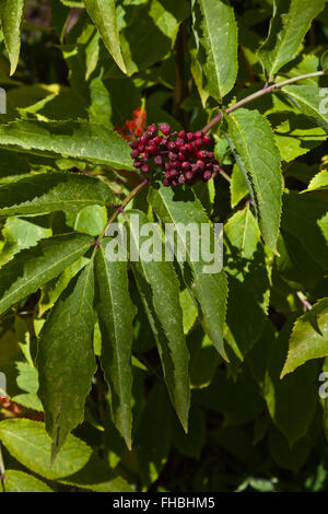 SMOOTH SUMAC BERRIES (Rhus glabra) on the Continental Divide - SOUTHERN COLORADO Stock Photo