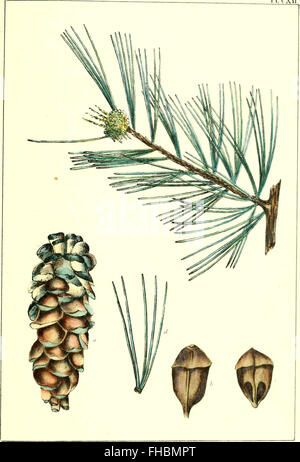 The North American sylva; or, A description of the forest trees of the United States, Canada and Nova Scotia. Considered particularly with respect to their use in the arts and their introduction into Stock Photo