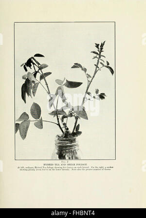 The Practical Book of Outdoor Rose Growing for the Home Garden, Culture ...