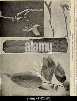 'The Tree Book' (1920) is a guide to understanding North American trees ...
