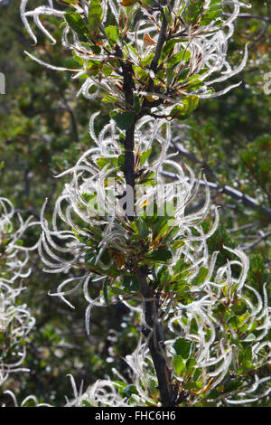 MOUNTAIN MAHOGONY (Cercocarpus montanus) seeds  in the Rocky Mountains - COLORADO Stock Photo
