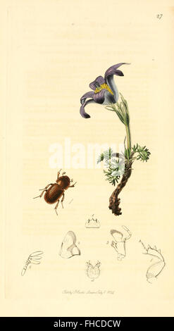 Insect Field Work A comprehensive entomological work focusing on beetles and butterflies ...