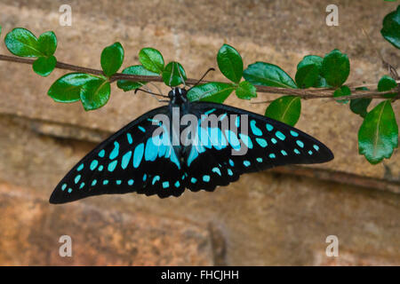 A blue and black BUTTERFLY on the BOLAVEN PLATEAU near PAKSE - SOUTHERN, LAOS Stock Photo