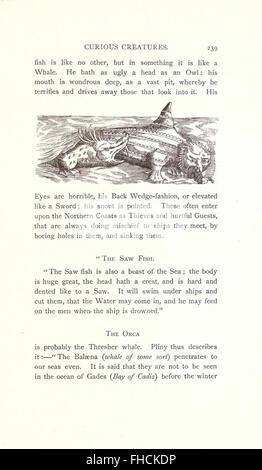 A fascinating collection of unusual and lesser-known creatures in the ...