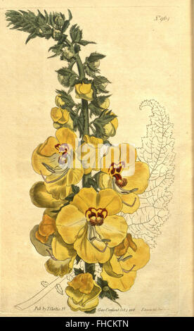 *Curtis's Botanical Magazine* is a renowned botanical periodical that ...