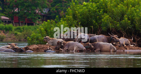WATER BUFFALO on DON DET ISLAND in the 4 Thousand Islands area along the Mekong River - SOUTHERN, LAOS Stock Photo