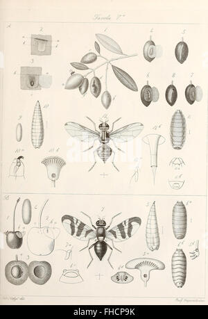 Degl' insetti che attaccano l'albero ed il frutto dell'olivo (1857) Stock Photo