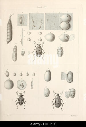 Degl' insetti che attaccano l'albero ed il frutto dell'olivo (1857) Stock Photo