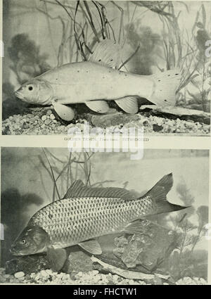 American food and game fishes - a popular account of all the species found in America, north of the equator, with keys for ready identification, life histories and methods of capture (1902) Stock Photo