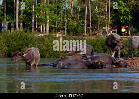 WATER BUFFALO on DONE DET ISLAND in the 4 Thousand Islands Area (Si Phan Don) of the MEKONG RIVER - SOUTHERN, LAOS Stock Photo
