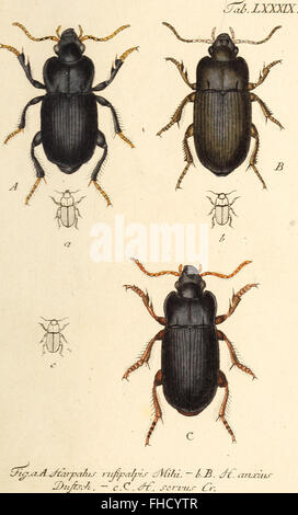 Insects In Germany A 1805 study of the insects of Germany, documenting species ...