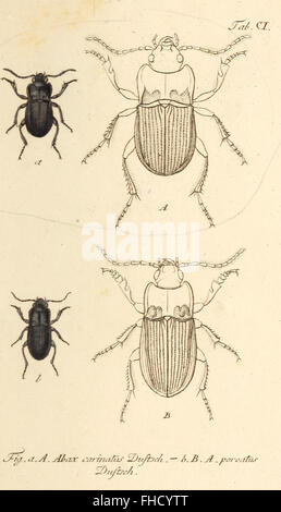Insects In Germany A 1805 work documenting the insects of Germany, featuring detailed ...