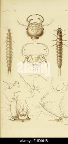 A 1861 work on the metamorphosis of insects, contributing to the ...