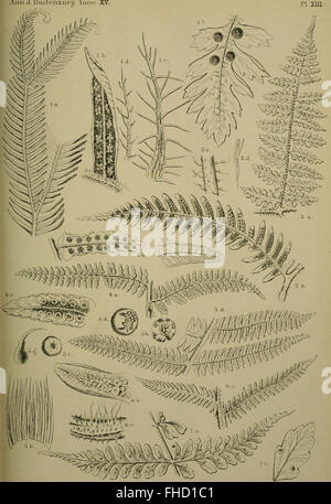A study of the fern flora of Celebes (now Sulawesi, Indonesia ...