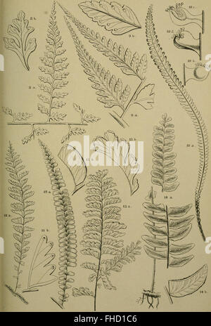 The Fern Flora of Celebes (1898), a botanical study of ferns in ...