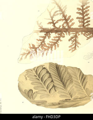 The Fossil Flora of the Permian Formation (1864): This work presents a ...