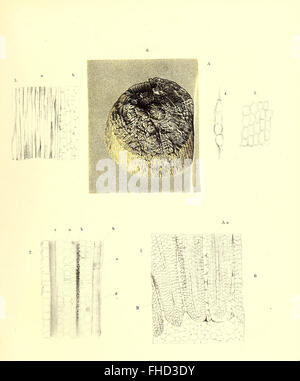 A 1864 work on the fossil flora of the Permian formation, offering ...
