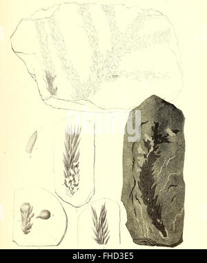 The fossilized flora of the Permian Formation, focusing on the plant ...