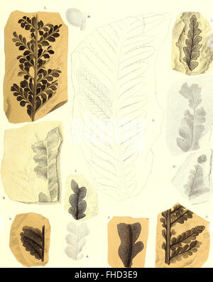 A 1864 study on the fossilized flora of the Permian Formation ...