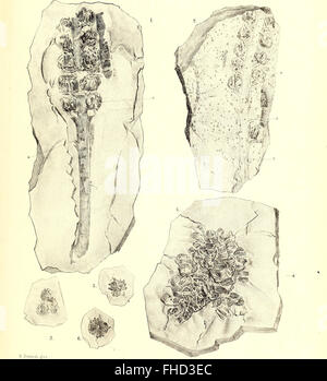 A 1864 study on the fossilized flora of the Permian Formation ...
