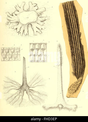 The fossil flora of the Permian formation, detailing plant species from ...