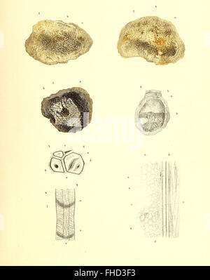 The fossil flora of the Permian formation, detailing plant species from ...