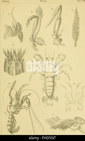The classes and orders of the arthropods - scientifically presented in ...