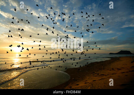 Bird over sea on Morning time Stock Photo