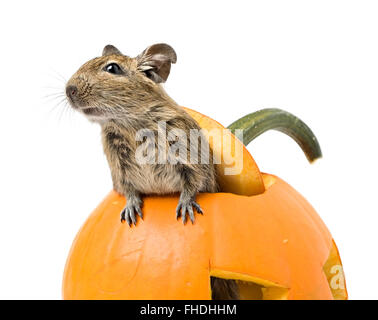 Halloween pumpkin with funny mouse inside isolated on white Stock Photo