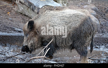 big dirty wild boar Stock Photo