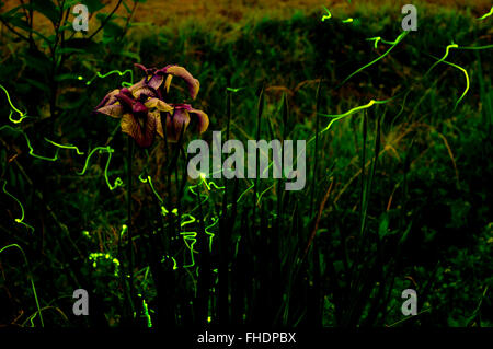 Fireflies Stock Photo