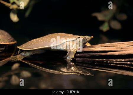 Spiny softshell turtle/, adult, North America / (Apalone spinifera) Stock Photo
