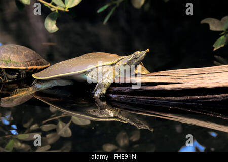 Spiny softshell turtle/, adult, North America / (Apalone spinifera) Stock Photo