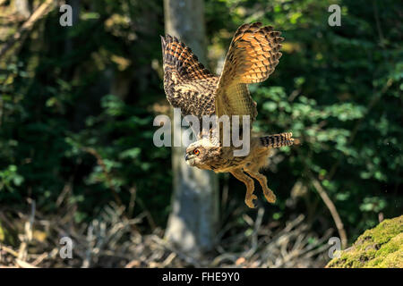 Eagle Owl, adult flying, Pelm, Kasselburg, Eifel, Germany, Europe / (Bubo bubo) Stock Photo