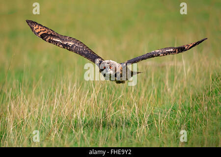 Eagle Owl, adult flying, Pelm, Kasselburg, Eifel, Germany, Europe / (Bubo bubo) Stock Photo