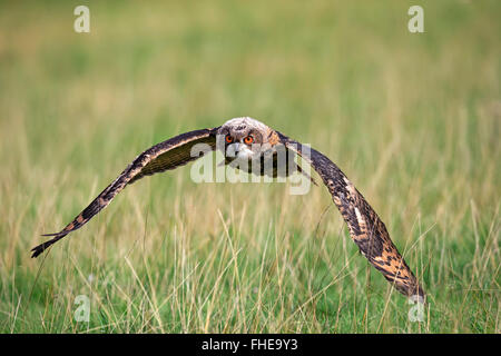 Eagle Owl, adult flying, Pelm, Kasselburg, Eifel, Germany, Europe / (Bubo bubo) Stock Photo