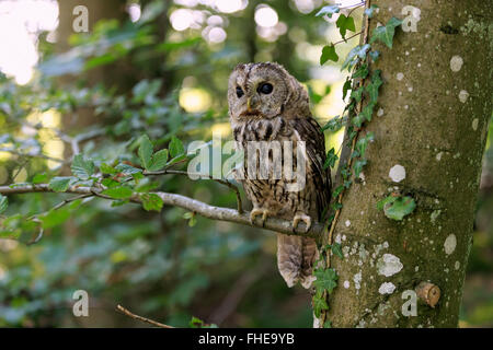 Tawny Owl, Pelm, Kasselburg, Eifel, Germany, Europe / (Strix aluco) Stock Photo