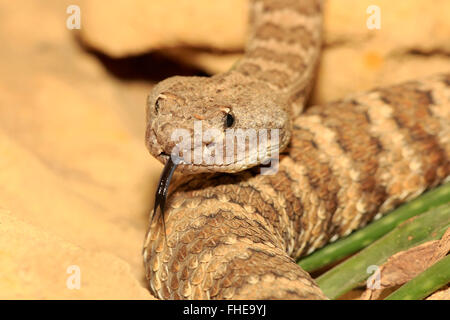 Prairie Rattlesnake, USA, Northamerica / (Crotalus viridis) Stock Photo