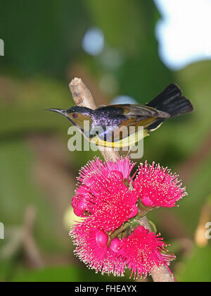 A male Brown-throated Sunbird on a branch of a Rose Apple tree in a garden in the outskirts of Bangkok, Thailand Stock Photo