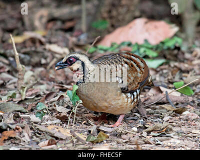 A Bar-backed Partridge (Arborophila brunneopectus) foraging on the forest floor in Thailand Stock Photo