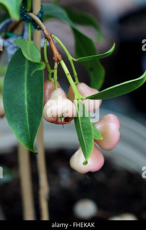 Syzgium samarangense or known as Wax Jambu growing on a  tree Stock Photo