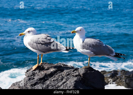 Yellow-legged gulls (Larus michahellis) on a rock by the sea, La Gomera, Canary Islands, Spain Stock Photo