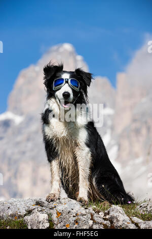 Border Collie, black and white, sitting with snow goggles in front of massif Stock Photo