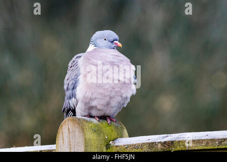 25th February, 2016. UK Weather: A woodpigeon (Columba palumbus) puffs up its feathers to insulate against the morning frost in East Sussex,UK Credit:  Ed Brown/Alamy Live News Stock Photo