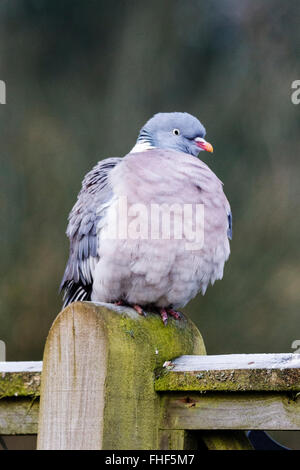 25th February, 2016. UK Weather: A woodpigeon (Columba palumbus) puffs up its feathers to insulate against the morning frost in East Sussex,UK Credit:  Ed Brown/Alamy Live News Stock Photo